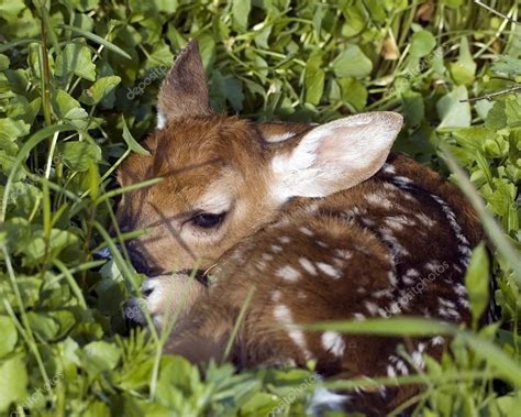 Whitetail Deer Fawn