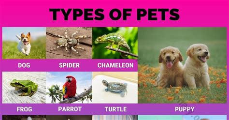 Types of Pets: 25 Different Types of Pets Could be Best for You - Visual Dictionary