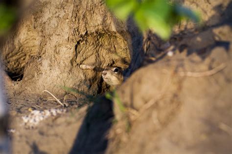 "Gopher Hole" Images – Browse 90 Stock Photos, Vectors, and Video ...