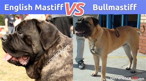 What Is The Difference Between The English Mastiff And Bullmastiff? English Mastiff vs ...