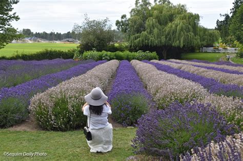 Sequim Lavender Festival – Sequim Daily Photo