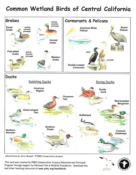 Common Wetland Birds