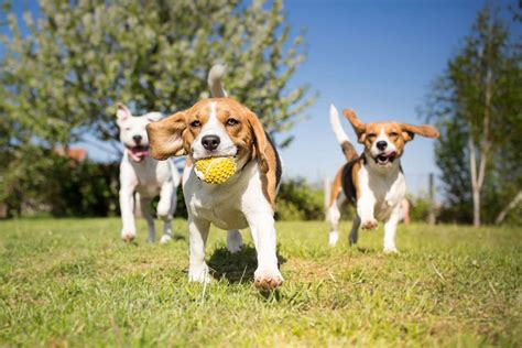 Are Dog Parks Safe for All Dogs? | Daily Paws