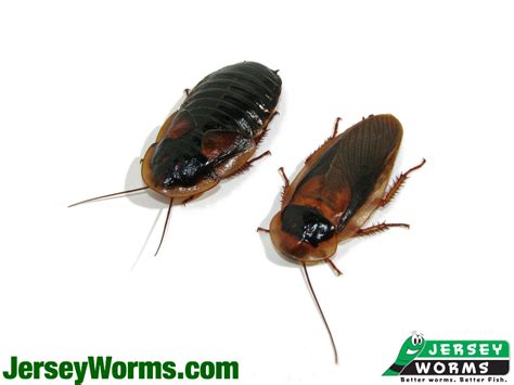 Adult Dubia Roaches | Colony Starter Kits - Free Shipping – Jersey Worms