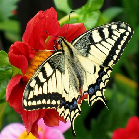 Difference Between Moth and Butterfly – Pediaa.Com