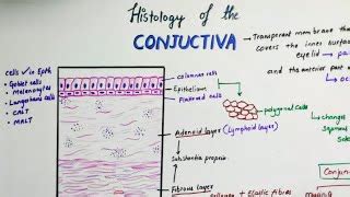 Conjunctiva Histology