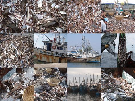 Bycatch aboard Mexican shrimp trawler - image collection - Transform ...