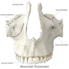 Maxilla. Lateral view | Anatomía dental, Anatomia y fisiologia humana ...