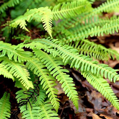 Hardy evergreen ferns for any spot in the garden | Bestall & Co