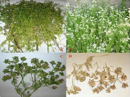 The growth phonological stages of coriander were used in this ...