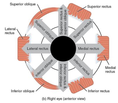 The Orbit and Extraocular Muscles | Concise Medical Knowledge