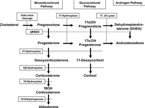 Congenital Adrenal Hyperplasia