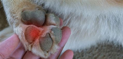 Why Do Dogs Lick Their Paws? 6 Causes Explained | Four Paws