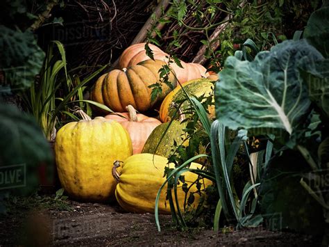 Set of freshly picked orange and yellow pumpkins for Halloween - Stock Photo - Dissolve