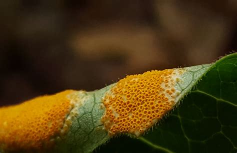 Puccinia species. A leaf rust fungus. : r/mycology