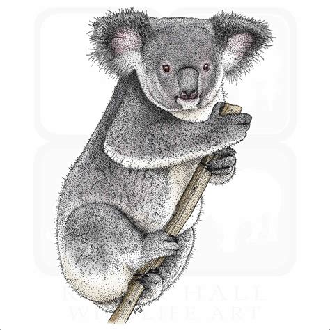 Koala - Signed Fine Art Print - inkart