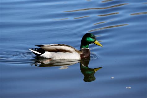 Mallard Duck Wallpapers - Wallpaper Cave