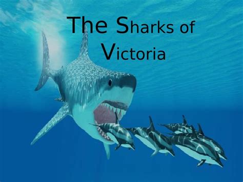 The Sharks of Victoria - Species, Locations, Fishing and Safety Tips