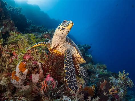 Hawksbill Sea Turtle - Facts, Diet, Habitat & Pictures on Animalia.bio