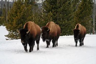 Wildlife Viewing (Yellowstone National Park) 2024 Review & Ratings | Family Vacation Critic