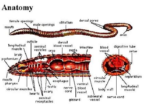 Earthworm Anatomy - Anatomical Charts & Posters