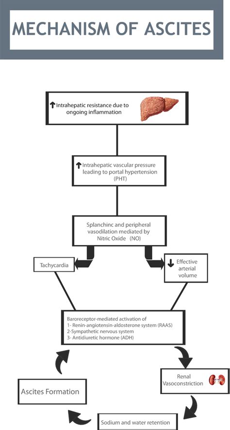 Cirrhotic Ascites: Pathophysiological Changes and Clinical Implications ...