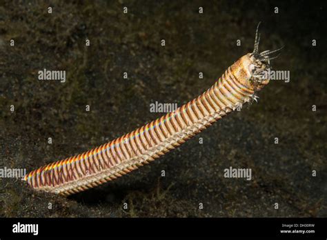 Bobbit Worm, Eunice aphroditois, Lembeh Strait, North Sulawesi ...