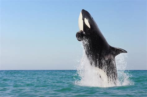 Orca Jumping Out Of Water by Martin Ruegner