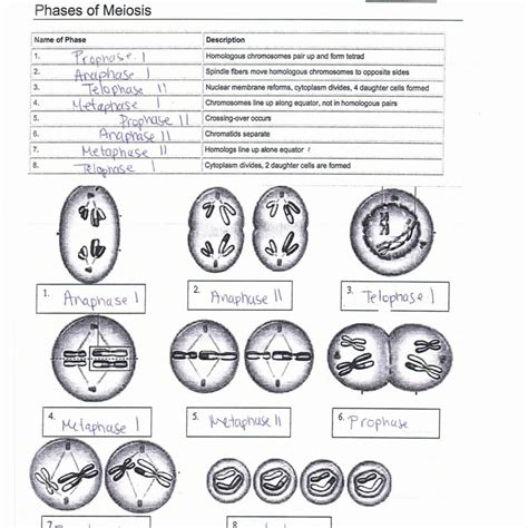 Phases Of Meiosis Worksheet Answer Key | Worksheets Samples