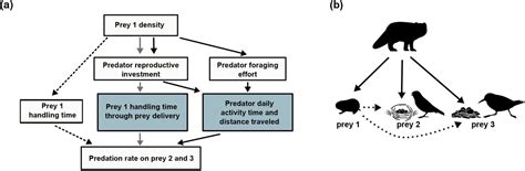 Prey And Predator Cycle