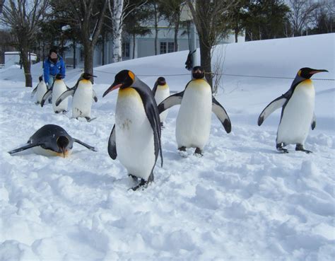 File:Asahiyama zoo Penguin.jpg - Wikipedia, the free encyclopedia