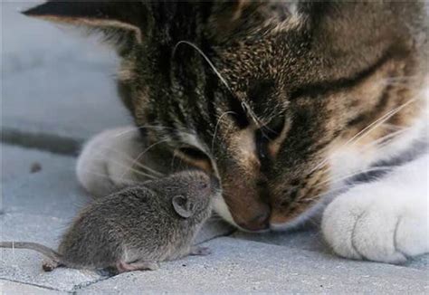 19 Cat And Mouse Friends Examples That Will Make You Believe In Love Again