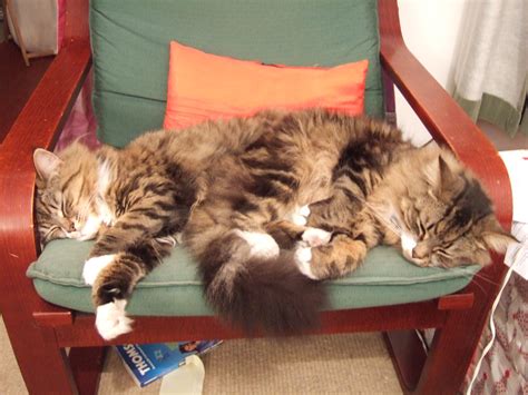 conjoined cats | hannah | Flickr