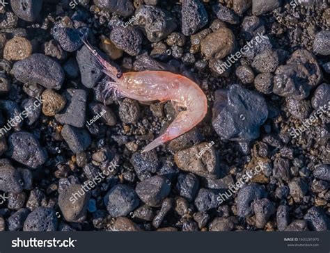 Antarctic Krill, the small crustaceans enormously important element of ...