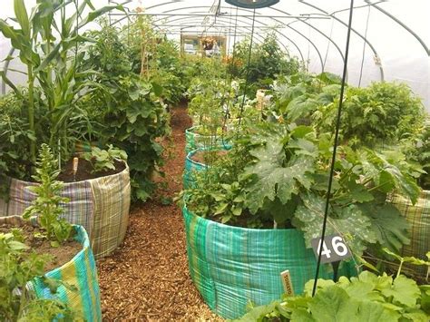 13 best Polytunnel Inspiration images on Pinterest | Backyard ideas, Greenhouses and Green houses