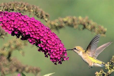 Top 10 Flowers That Attract Hummingbirds