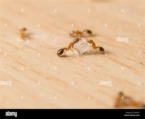 Sugar ants hi-res stock photography and images - Alamy