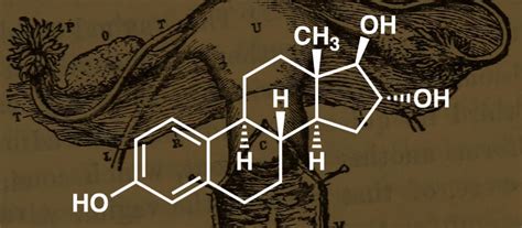 Consult egyenlő mikroszkóp para que sirven las hormonas sexuales a ...