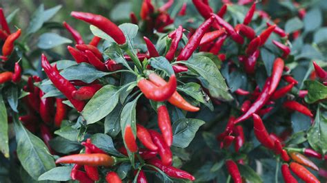 chilli-peppers – The Food Wire