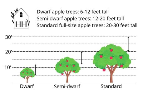 How tall do apple trees grow? 🍎 📏 Gauging their growth from sapling to maturity