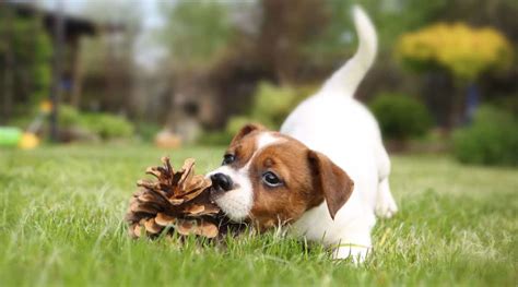 Can Dogs Eat Pine Cones? – Pet Help Reviews UK