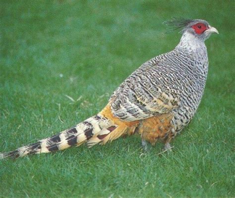 ONE MALE 2012 CHEER PHEASANT - Pheasants : > : > : Cheer | Beautiful birds, Pheasant, Pet birds