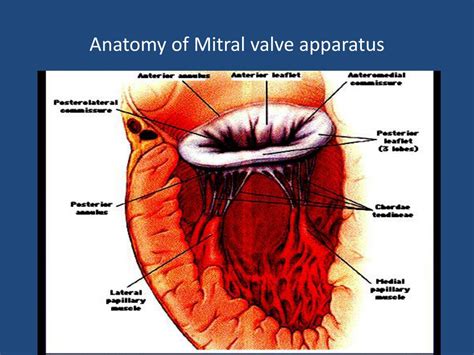 [DIAGRAM] Diagram Of The Mitral Valve - MYDIAGRAM.ONLINE