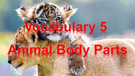 Vocabulary 5 - Animal Body Parts - YouTube