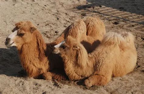 Bactrian Camel - Characteristics, Habitat & Breeding - Critically ...