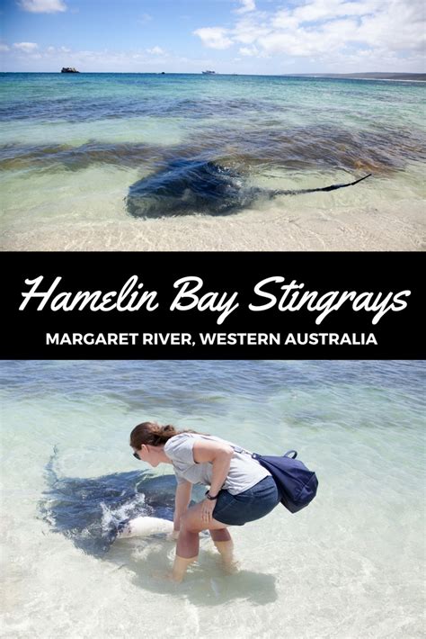 Meet the Hamelin Bay Stingrays, Western Australia - Adventure, baby!