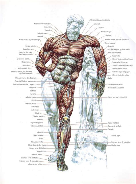 Suficiente Anatomia Muscular Humana PJ48 - Ivango