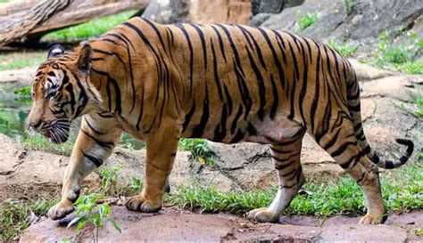 Malayan Tiger | The Animal Facts | Appearance, Diet, Habitat, Behavior