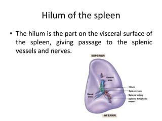 Anatomy of spleen.pptx