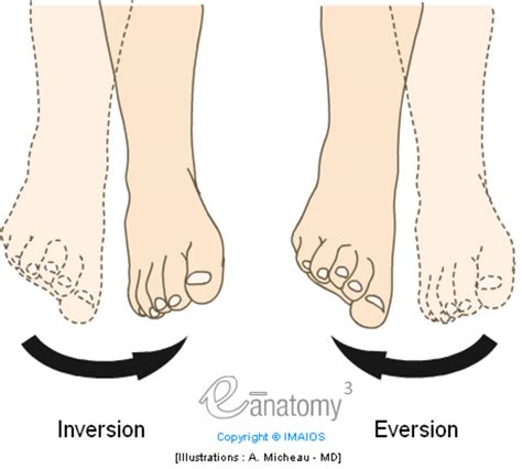 Inversion Of The Foot